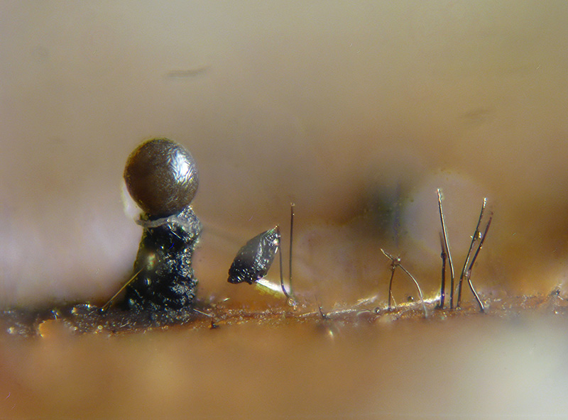 Trichia + Licea?